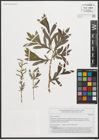 Foto von Salix purpurea L.